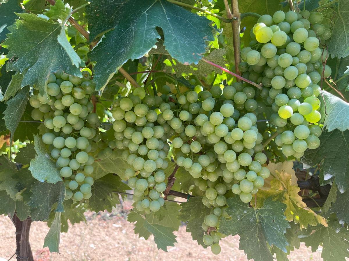 B&B Il Vecchio Molino Quercianella Ngoại thất bức ảnh